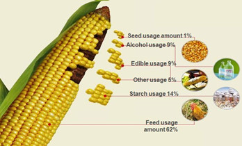 corn processing maize usage.jpg