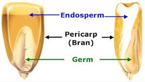 corn germ extraction plant.jpg