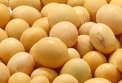 soybean 1.jpg