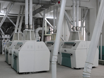 Maize milling plant or corn flour milling plant corn flour milling