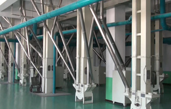 Maize milling plant or corn flour milling plant material conveying