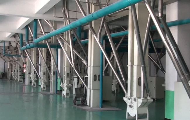 Maize milling plant or corn flour milling plant material conveying