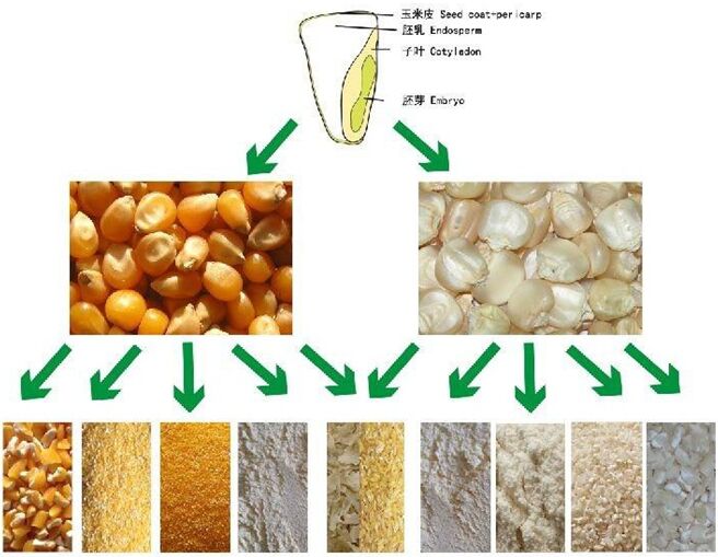 maize flour processing plant